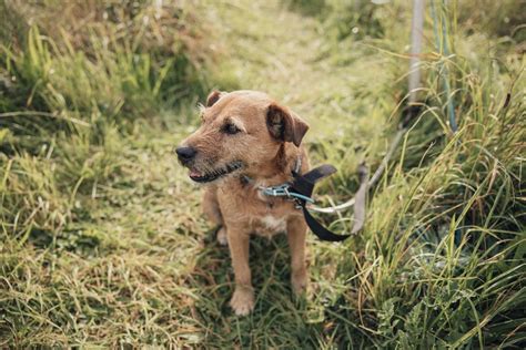 18 Best Dog Tie.